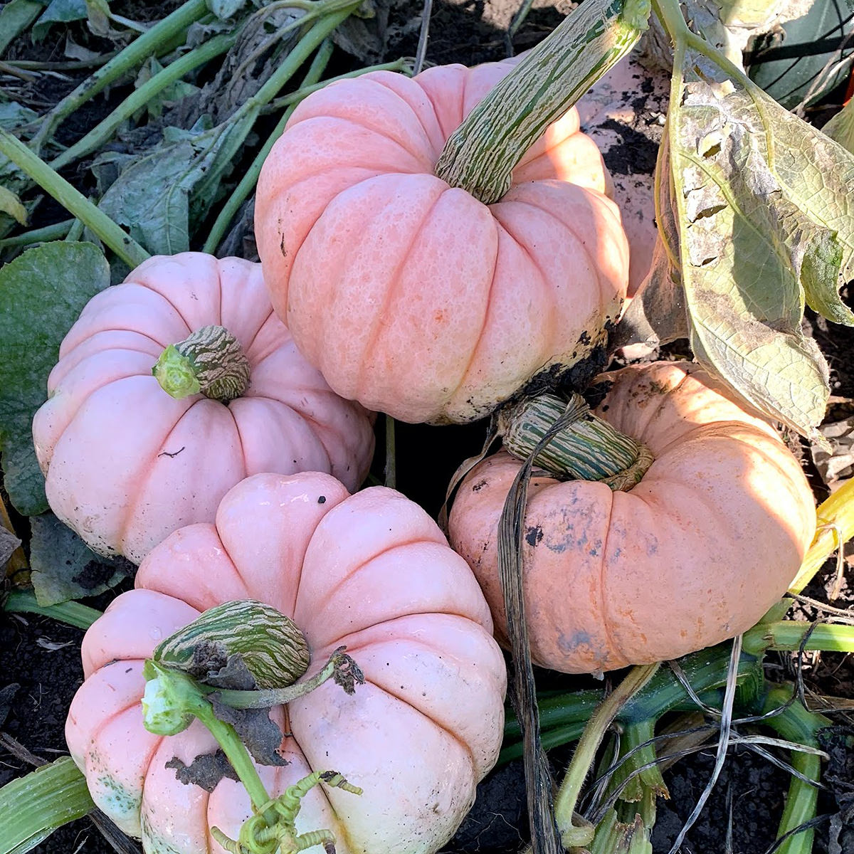 pumpkin♡ Porcelain Princess F1 Hybrid Pink Pumpkin – DPSEEDS