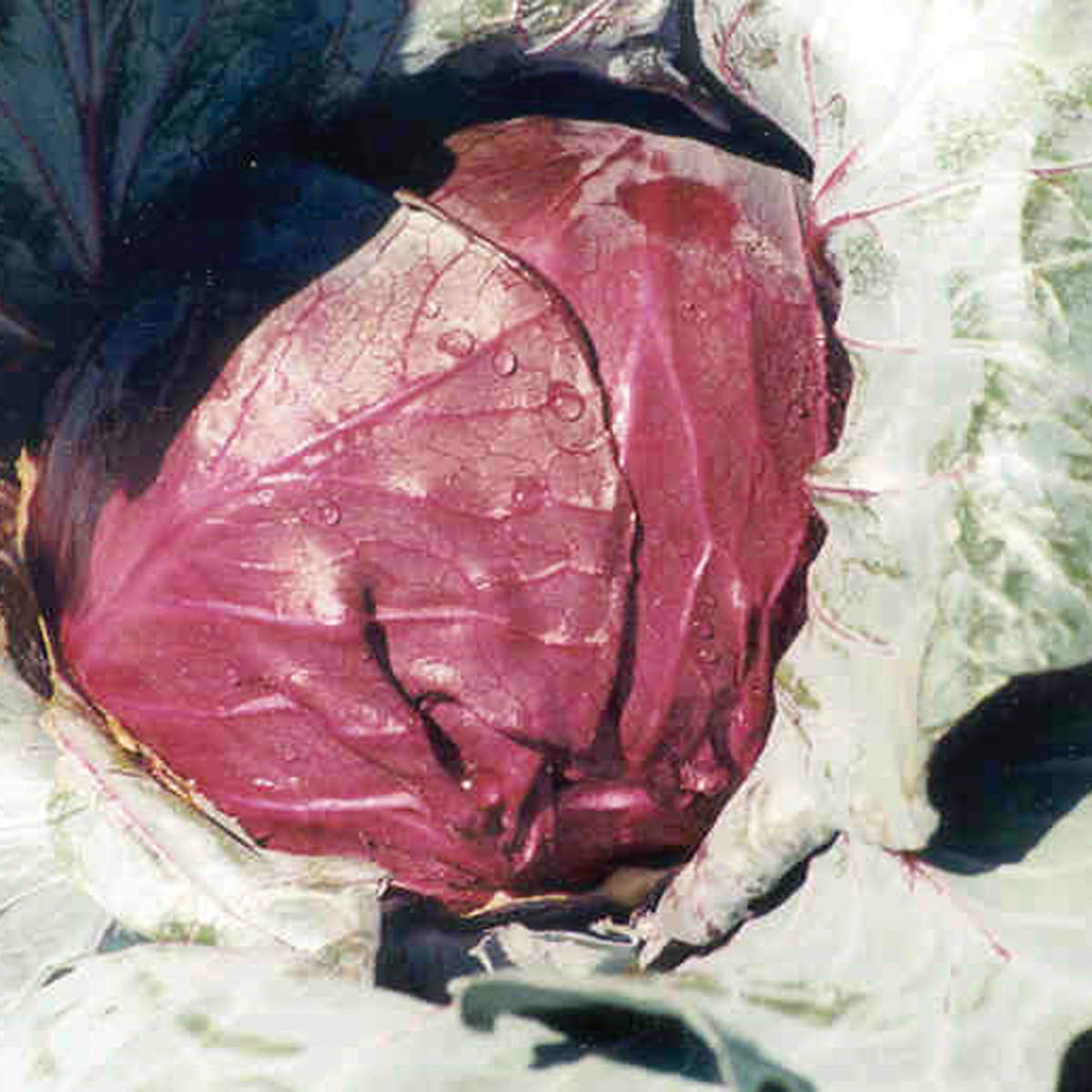 Mercedez F1 Hybrid Red Cabbage