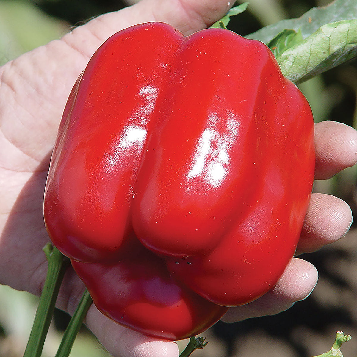 Cougar F1 Hybrid Blocky Bell Sweet Pepper