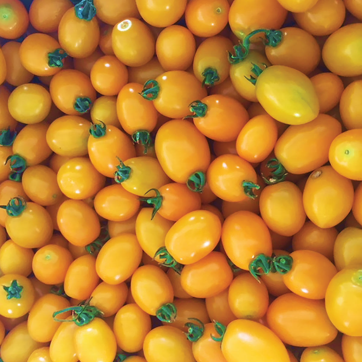 Sun Bliss F1 Hybrid Indeterminate Grape Shape Tomato