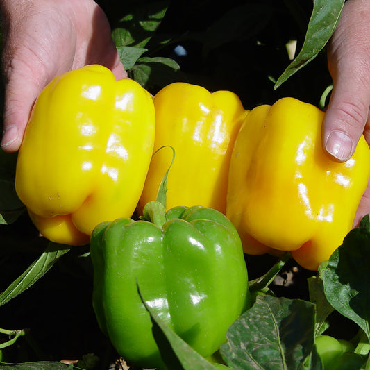 Tabby Improved F1 Hybrid Blocky Bell Sweet Pepper