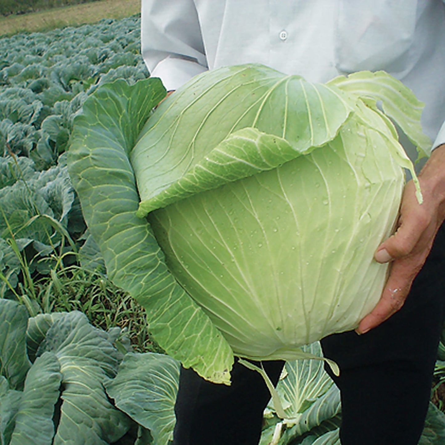 Harvest Mist F1 Hybrid White Cabbage