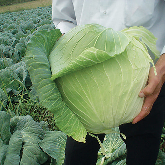 Harvest Mist F1 Hybrid White Cabbage
