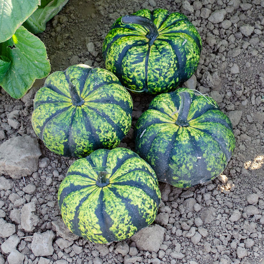 Phantomita F1 Hybrid Mini Pumpkin