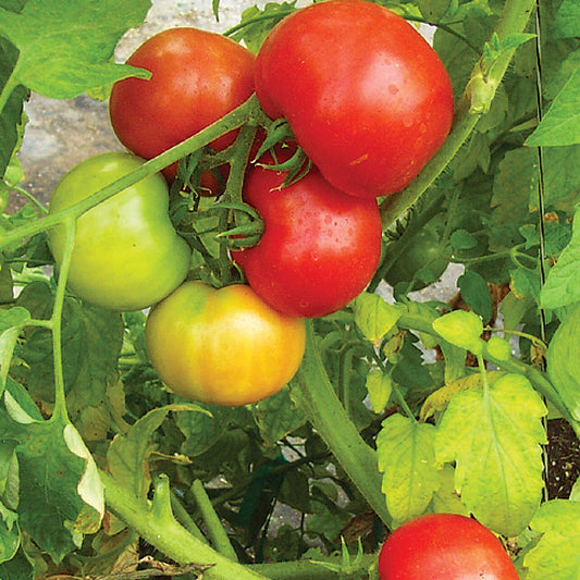 Red Hero F1 Hybrid Determinate Open Field Round Tomato