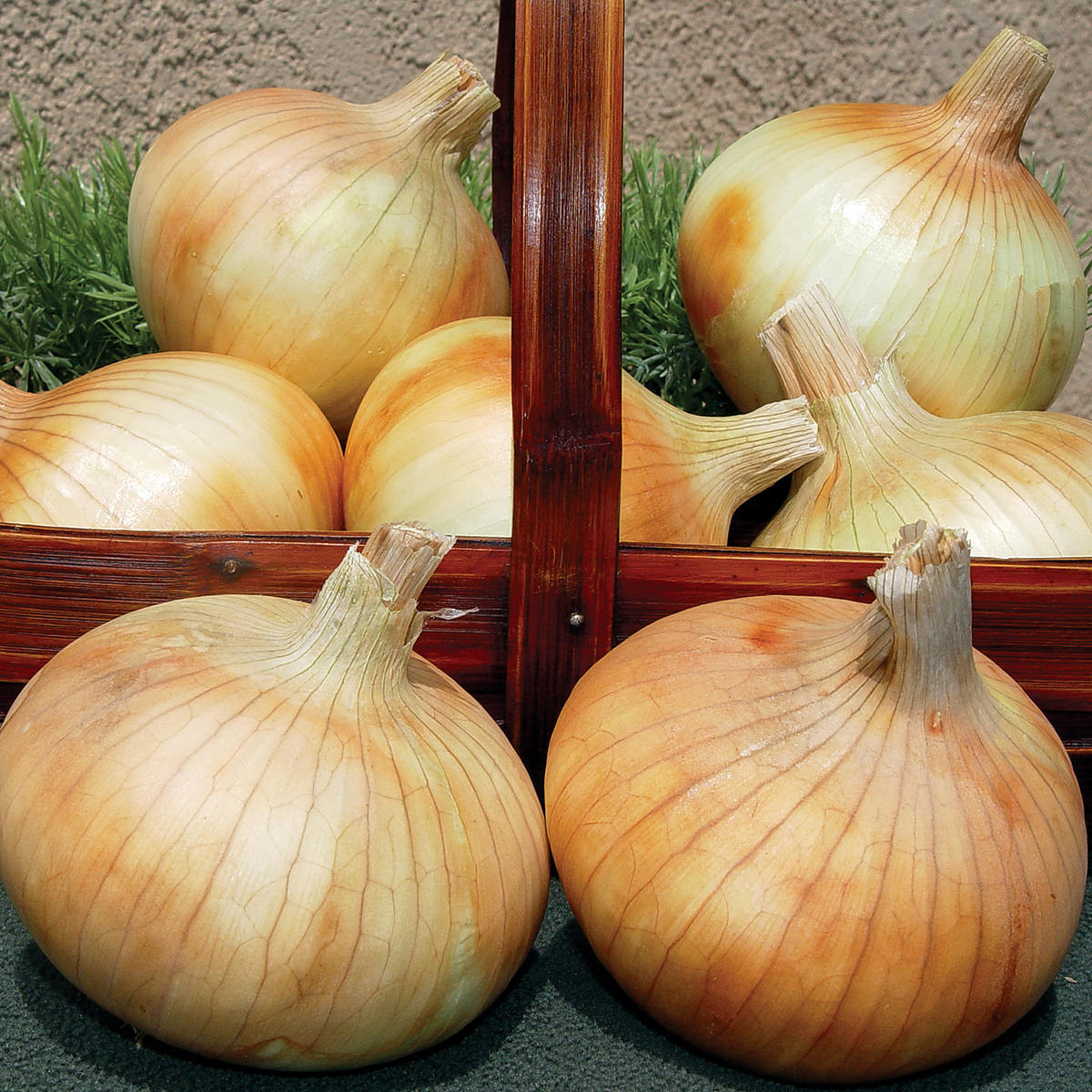 Pumba F1 Hybrid Short Day Yellow Grano Onion