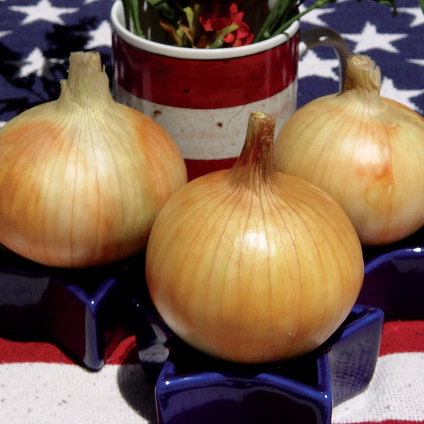 Timon F1 Hybrid Short Day Yellow Grano Onion – DPSEEDS