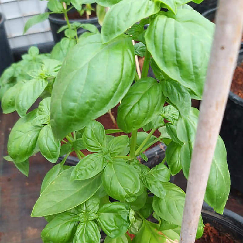 Fiona PM Resistant Basil