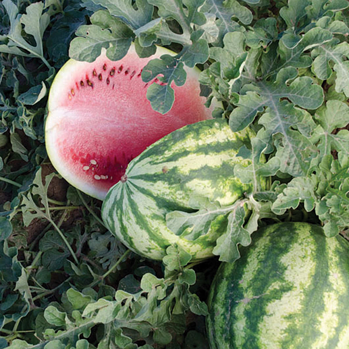 Compadre F1 Hybrid Diploid Red Flesh Watermelon