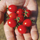 Mini Charm F1 Hybrid Indeterminate Cherry Tomato