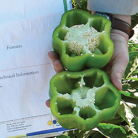 Leopard F1 Hybrid Blocky Bell Sweet Pepper