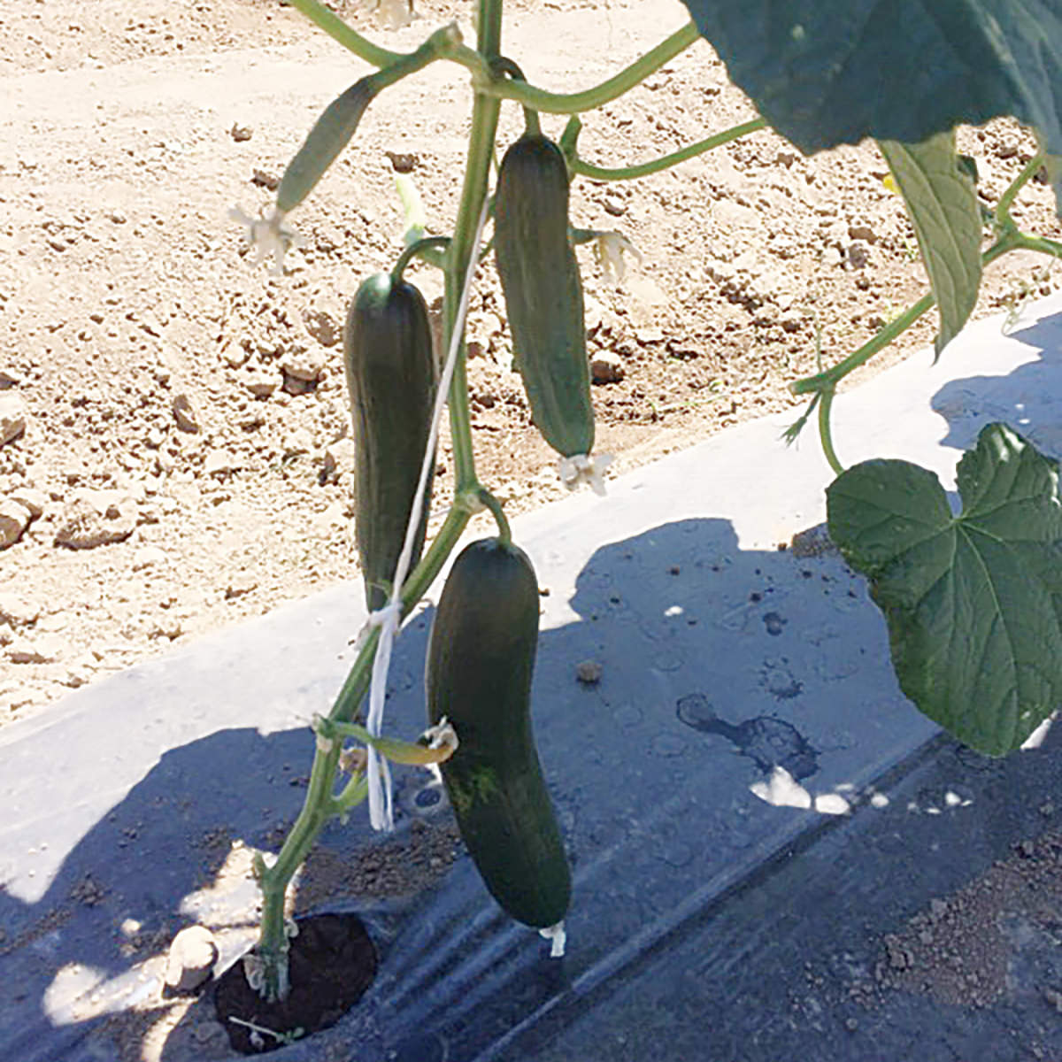 Krackle F1 Hybrid Slicing Cucumber