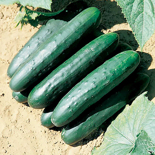 Green Delight F1 Hybrid Slicing Cucumber