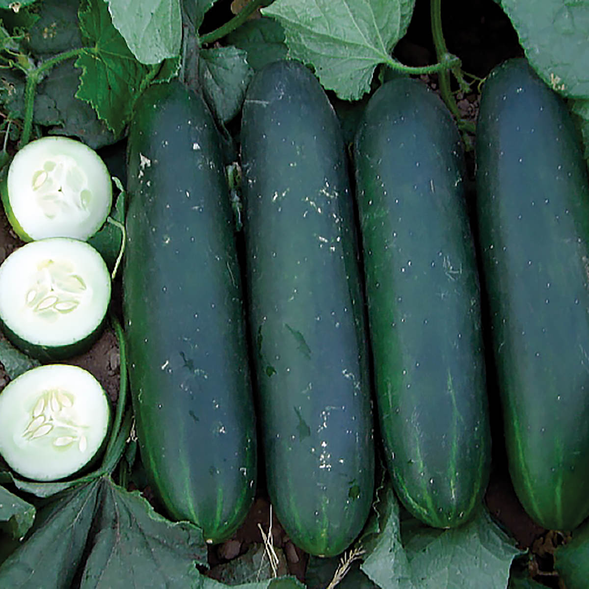 Crispy Green F1 Hybrid Slicing Cucumber