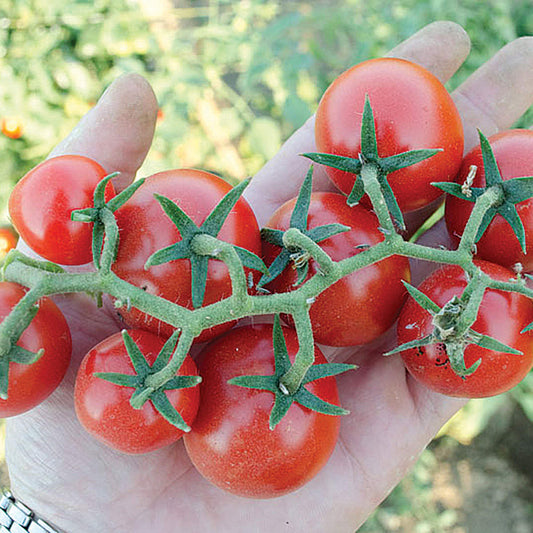 Baby Cakes F1 Hybrid Determinate Baby Tomato