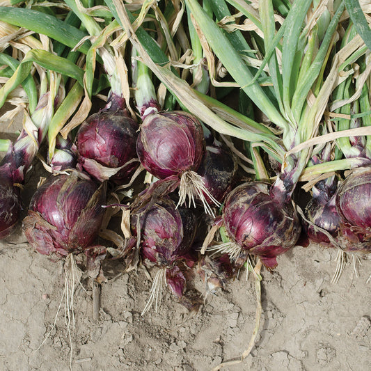 Cherry Mountain F1 Hybrid Intermediate/Long Day Onion