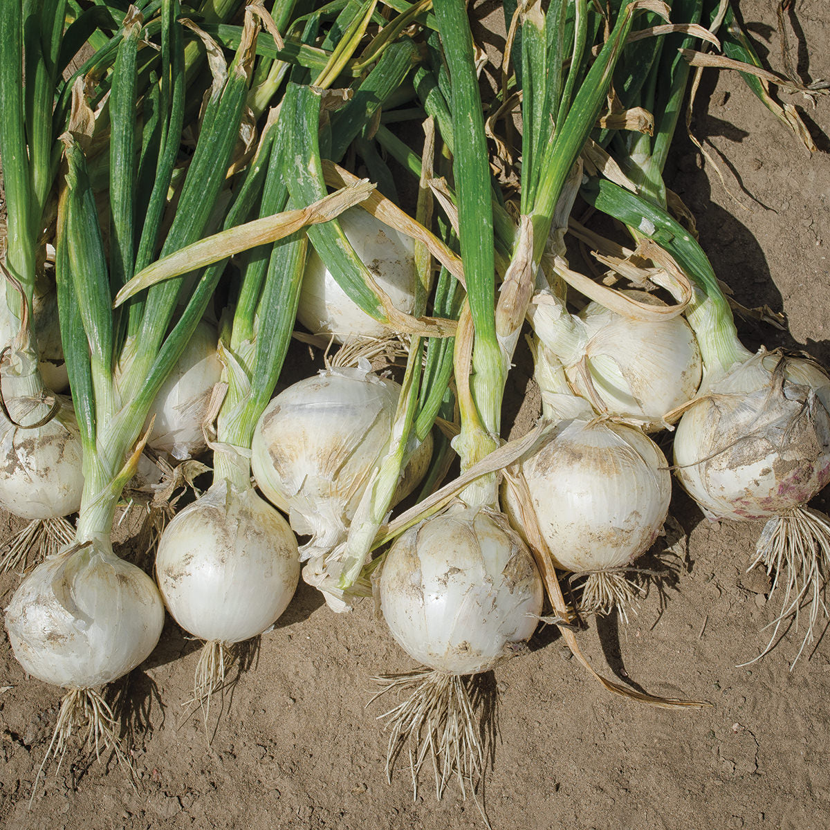 Diamond Swan F1 Hybrid Intermediate/Long Day Onion