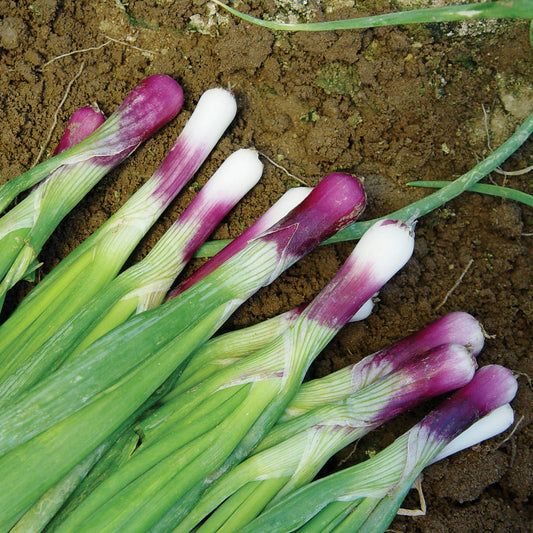 Red Bunching F1 Hybrid Long Day Bunching Onion
