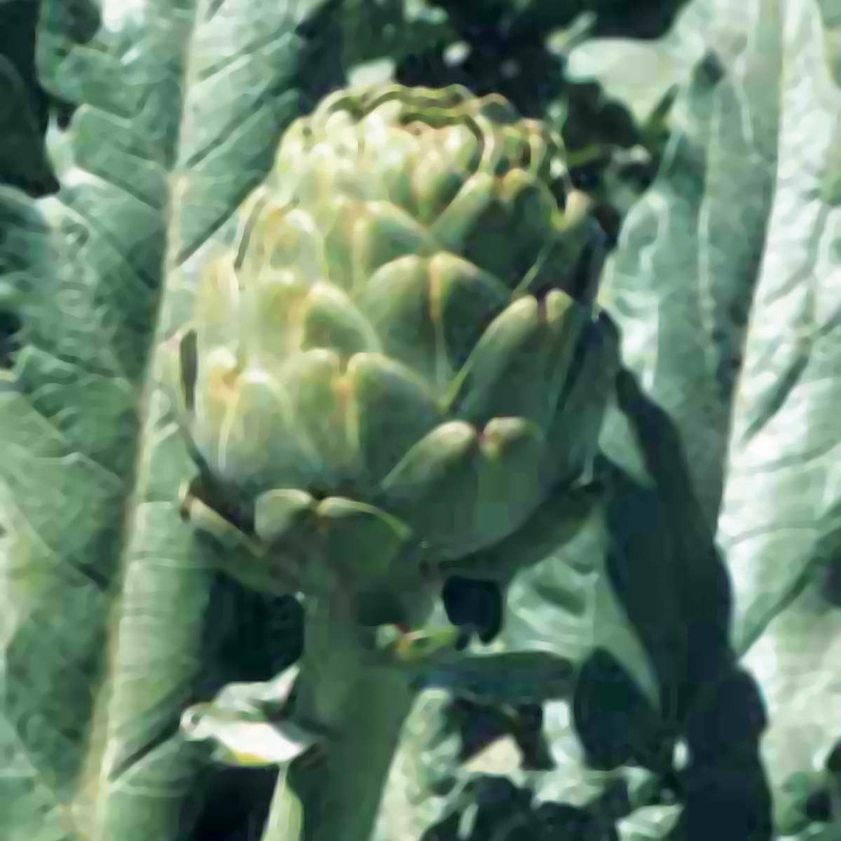 Imperial Star Hybrid Artichoke