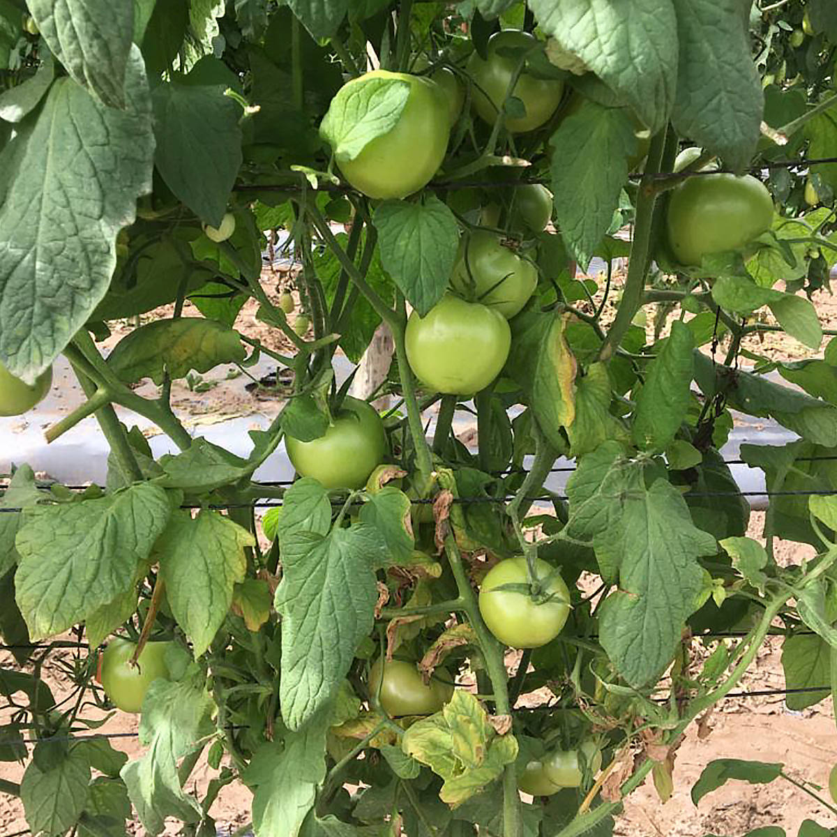 Bel Rosso F1 Hybrid Determinate Open Field Round Tomato