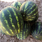 Rita F1 Hybrid Diploid Red Flesh Watermelon