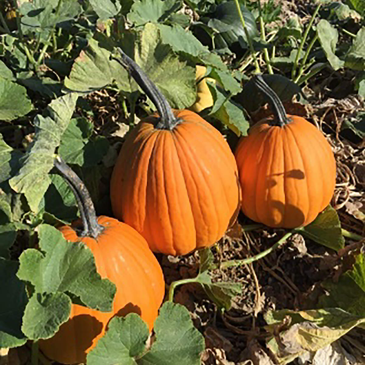 Dark Night F1 Hybrid Pumpkin
