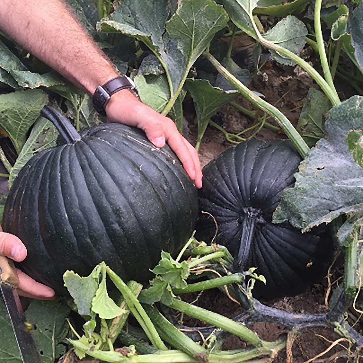 Dark Night F1 Hybrid Pumpkin