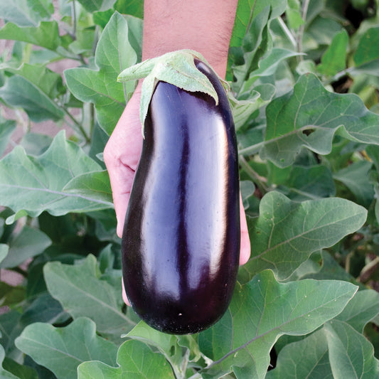 Rhapsody F1 Hybrid Eggplant