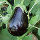 Campana Negra F1 Hybrid Eggplant