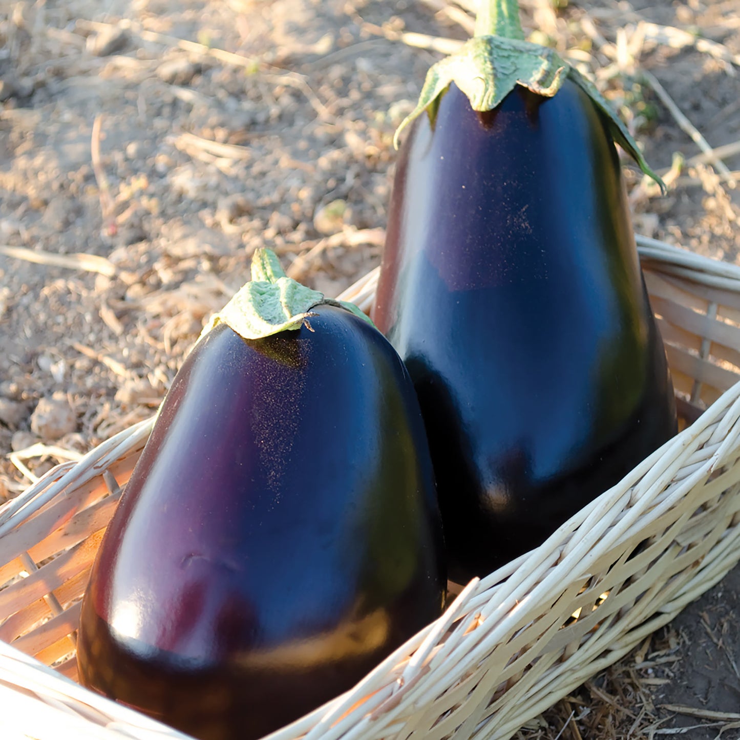 San Marino F1 Hybrid Eggplant