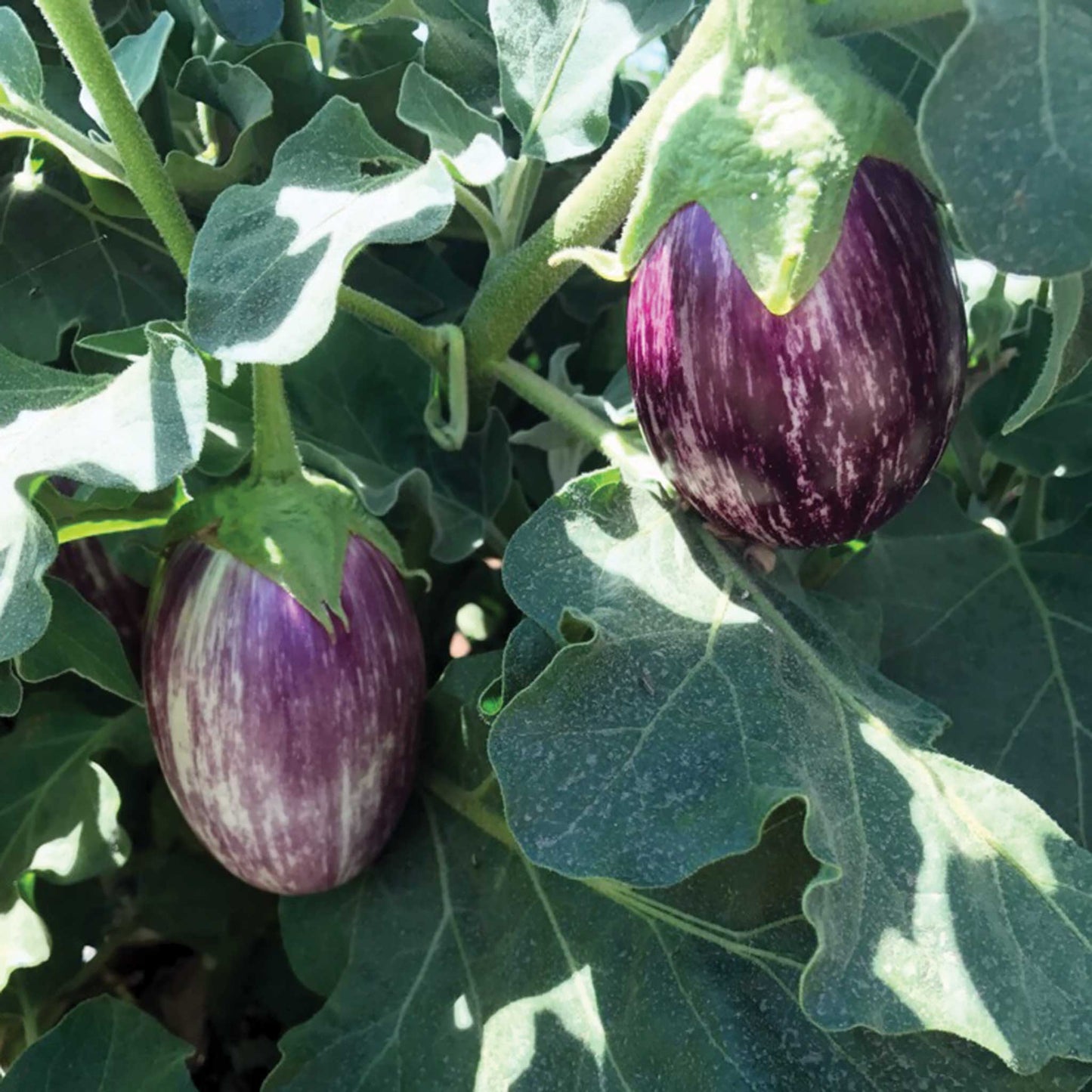 Bella Stripe F1 Hybrid Eggplant