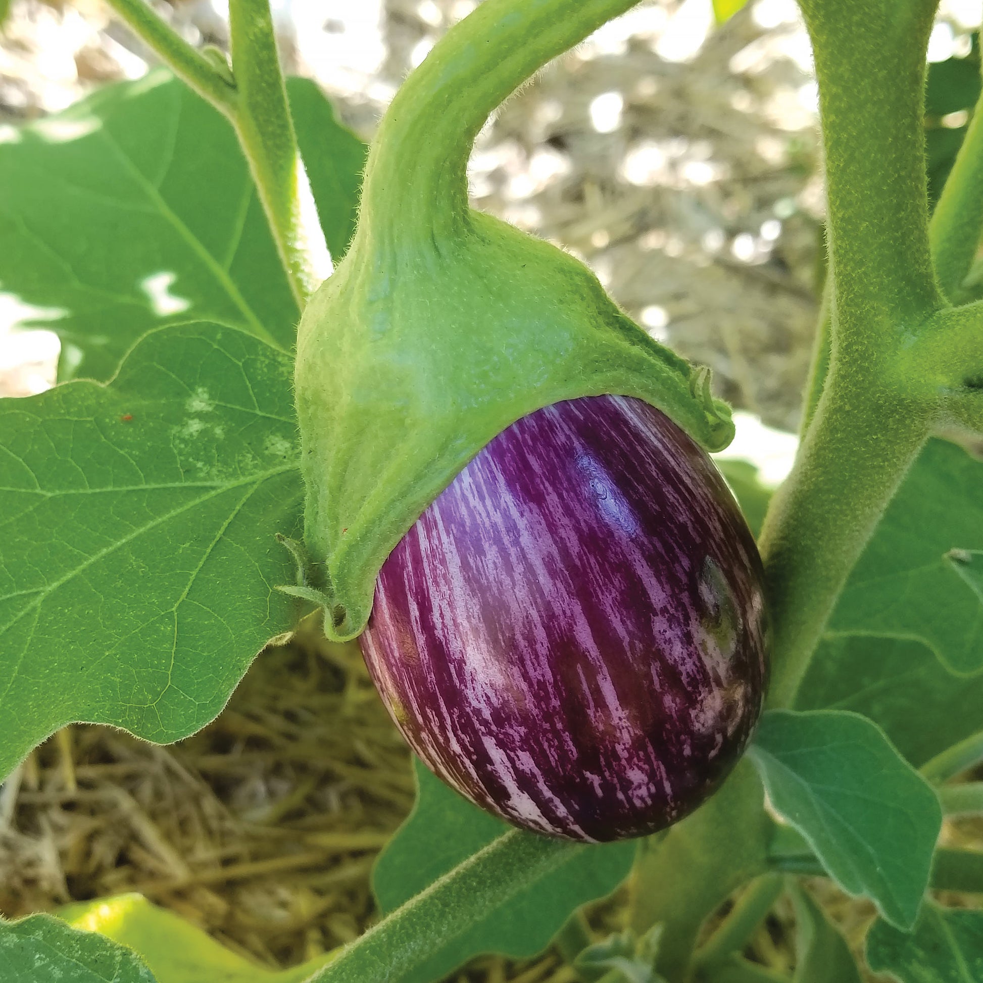 Bella Stripe F1 Hybrid Eggplant