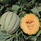 Orange Sherbet F1 Hybrid Tuscan Cantaloupe Type Melon