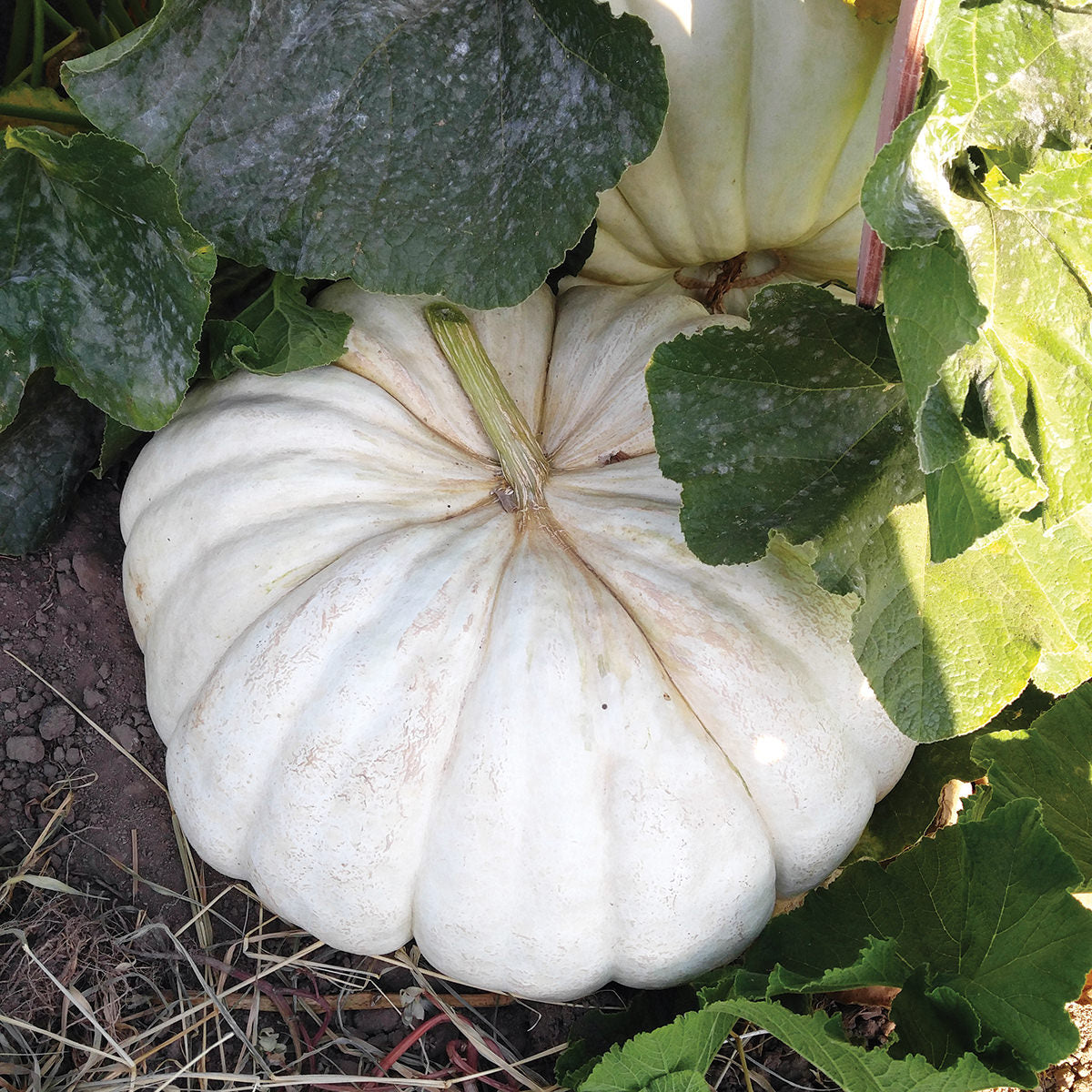 Flat Stacker F1 Hybrid Stacking Pumpkin