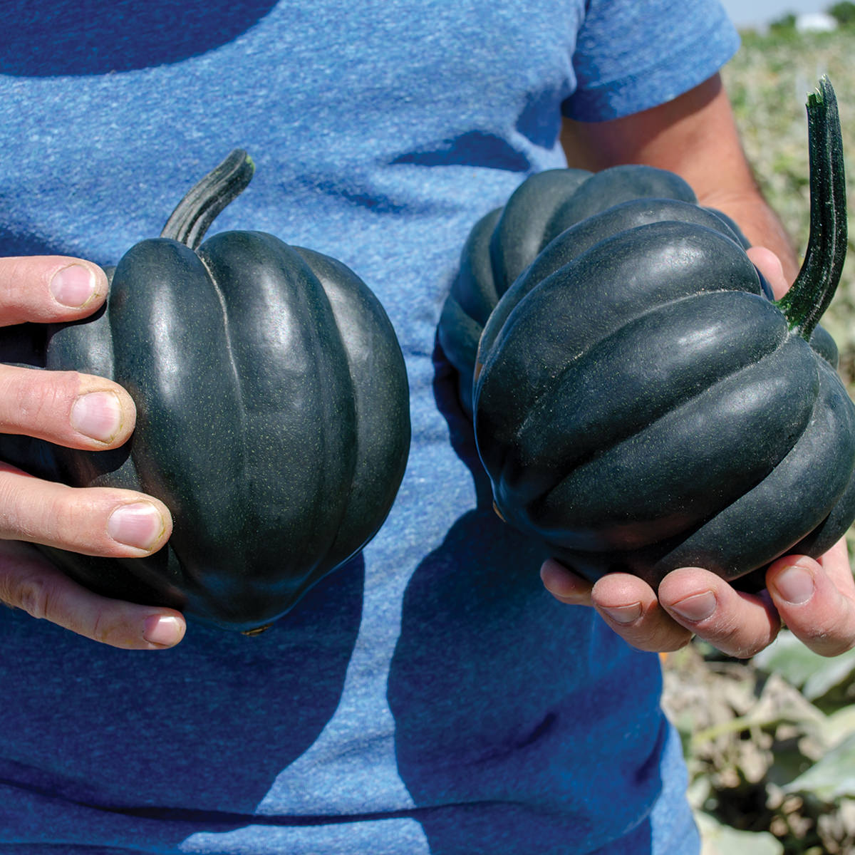 Poppasquash F1 Hybrid Acorn Winter Squash