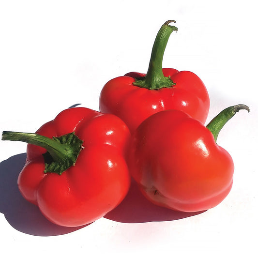 Hot Cherie F1 Hybrid Hot Pepper