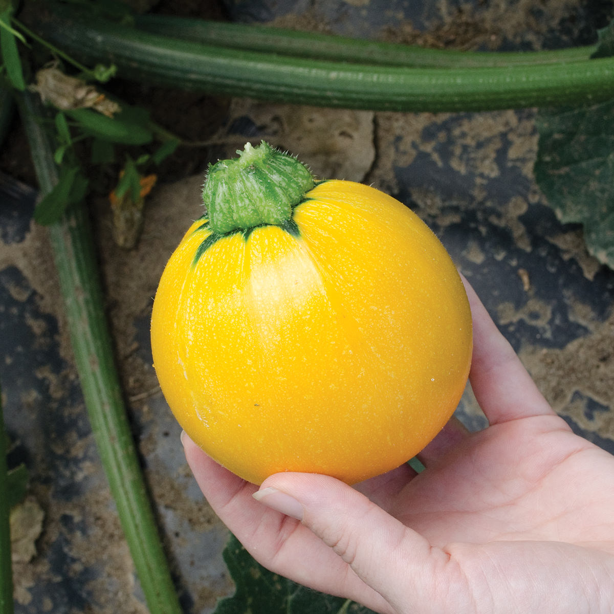 SunDay F1 Hybrid Round Zucchini Summer Squash