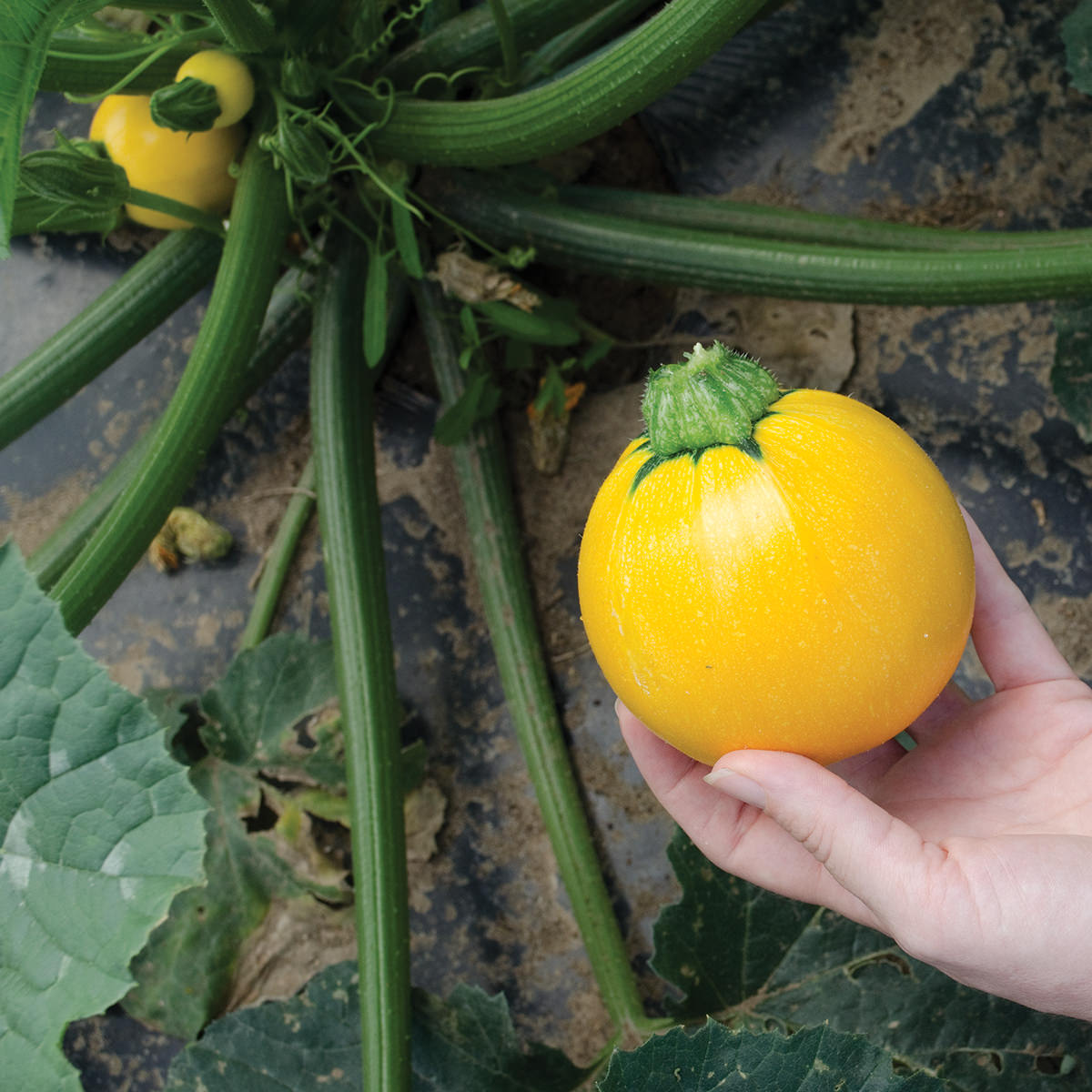 SunDay F1 Hybrid Round Zucchini Summer Squash