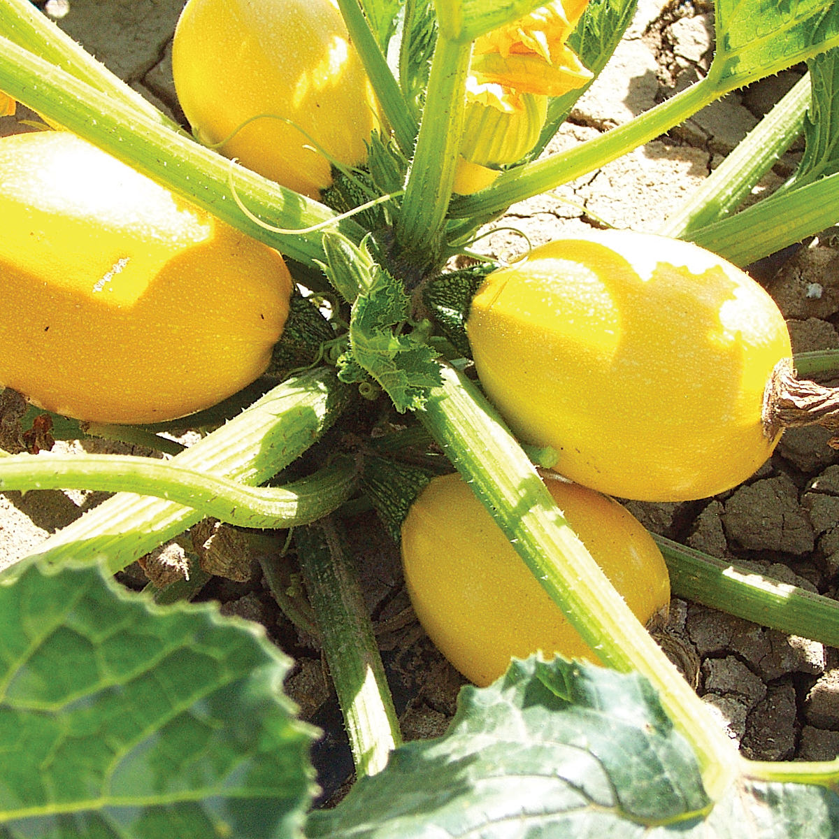 Grenade F1 Hybrid Round Zucchini Summer Squash