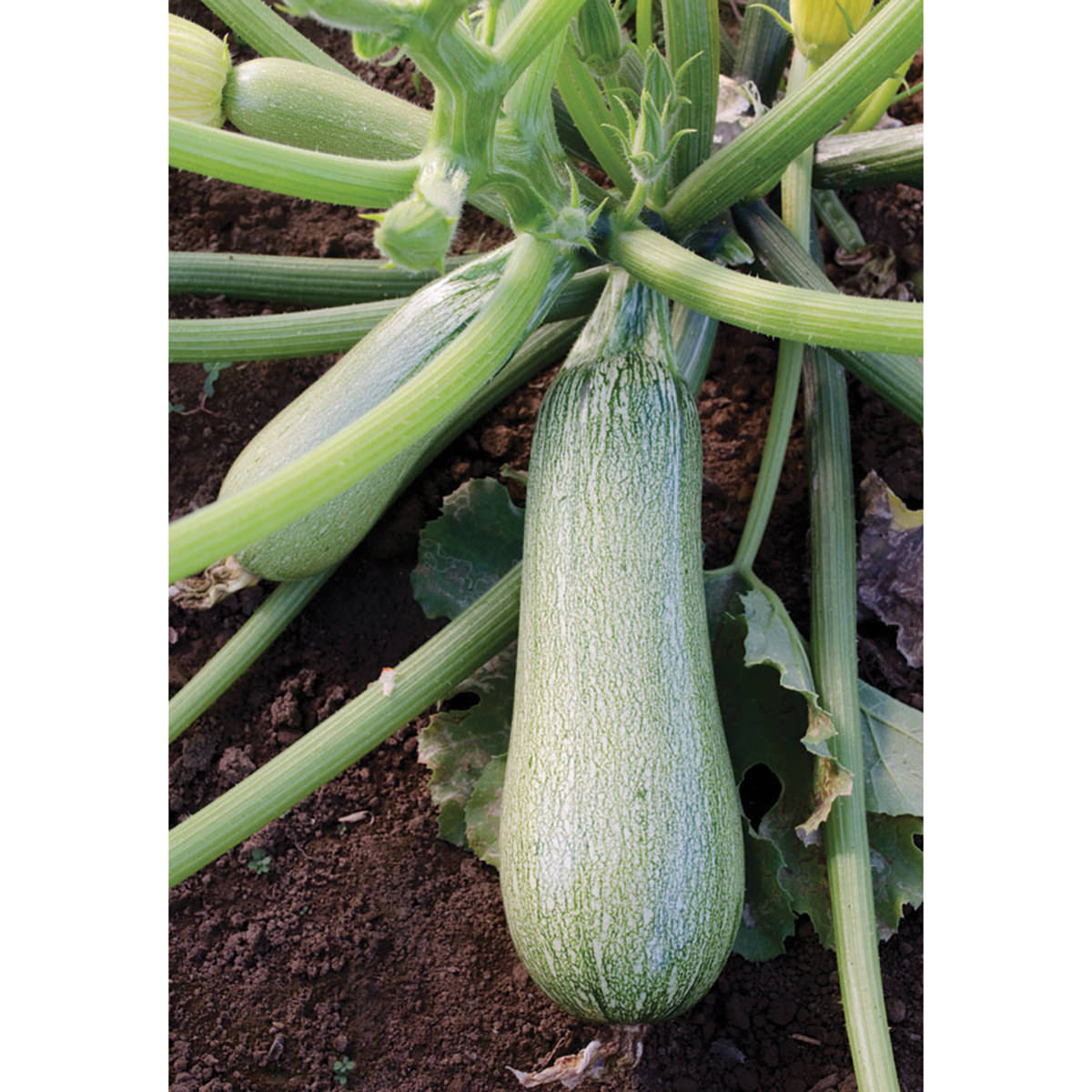 Adora F1 Hybrid Grey Summer Squash