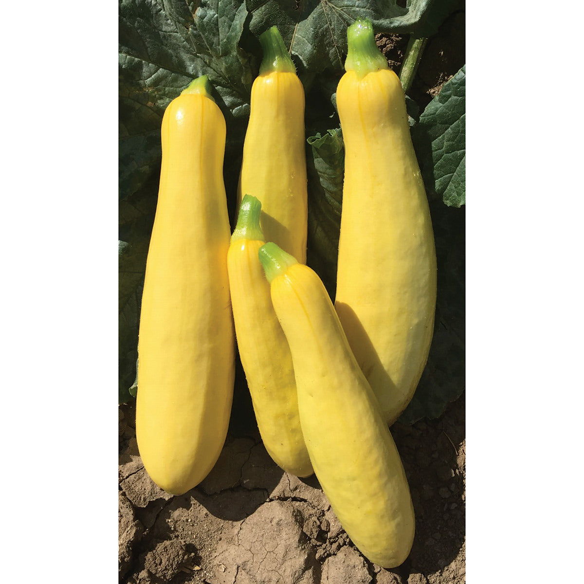 Mayo F1 Hybrid Yellow Summer Squash