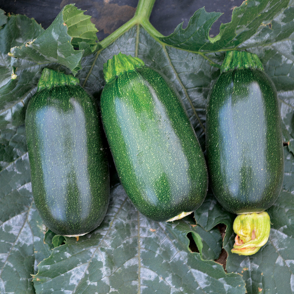 Green Griller F1 Hybrid Round Zucchini Summer Squash