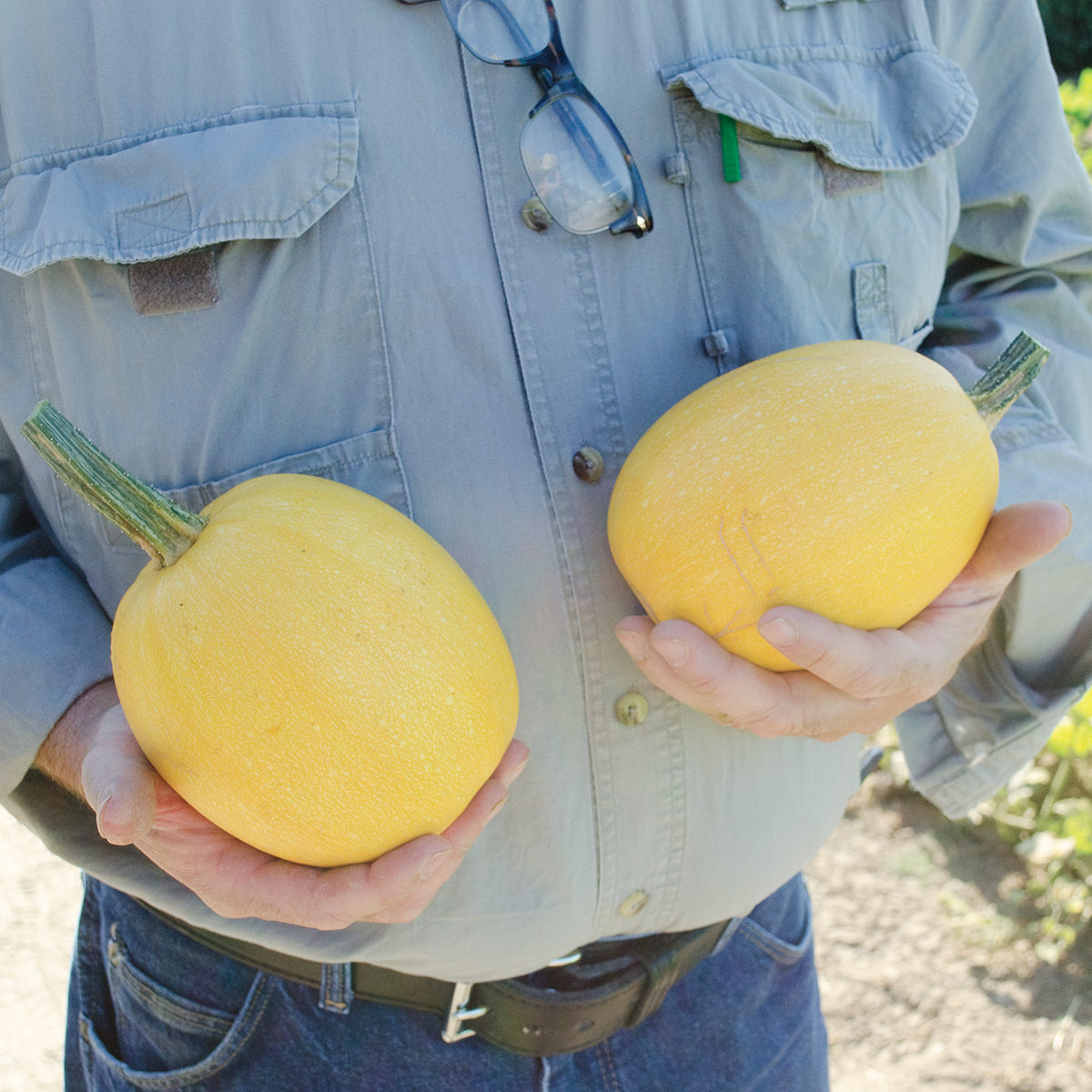 Angel Hair F1 Hybrid Spaghetti Winter Squash