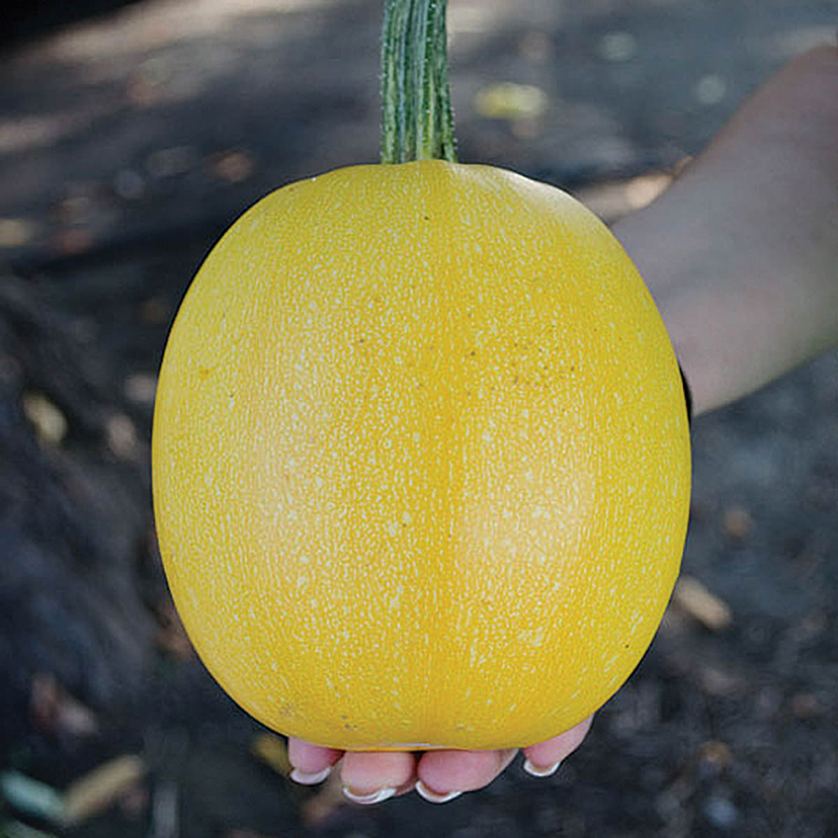 Angel Hair F1 Hybrid Spaghetti Winter Squash