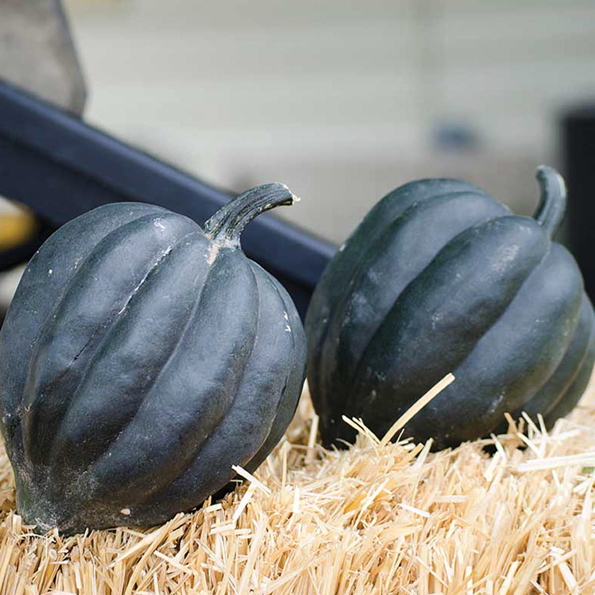 Black Bellota F1 Hybrid Acorn Winter Squash