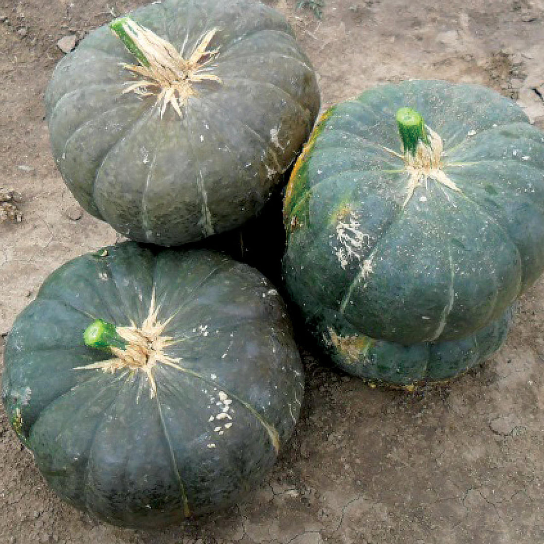 Sake F1 Hybrid Kabocha Winter Squash – DPSEEDS