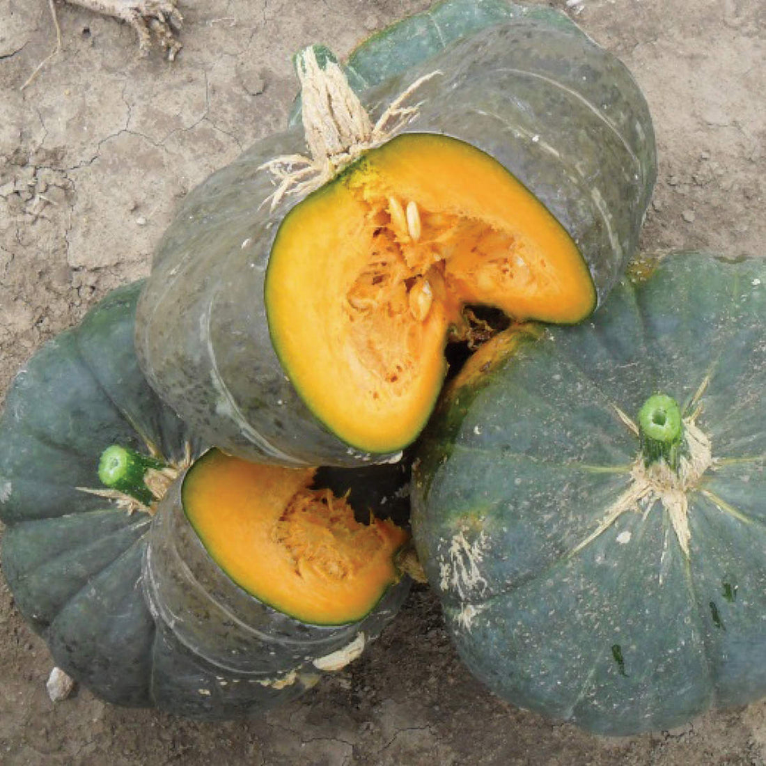 Sake F1 Hybrid Kabocha Winter Squash – DPSEEDS