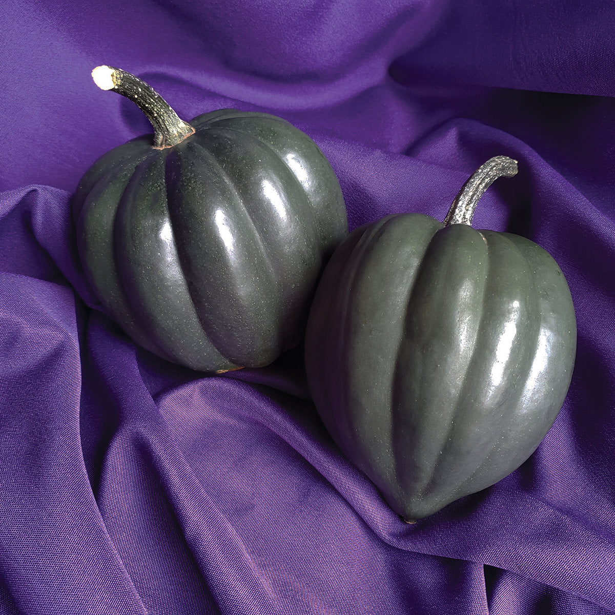 Poppasquash F1 Hybrid Acorn Winter Squash