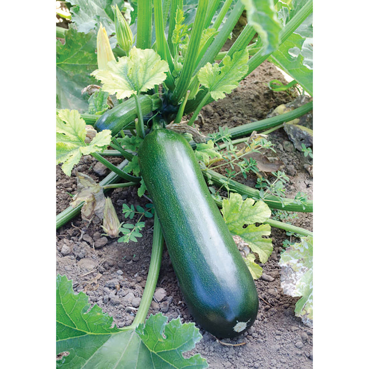 Obsidian F1 Hybrid Green Zucchini Summer Squash