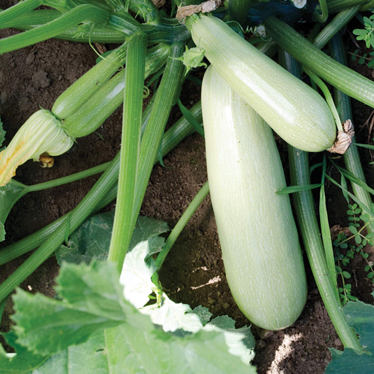 Greybeard F1 Hybrid Grey Zucchini Summer Squash